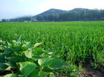 田野
