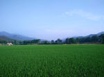 田园风光