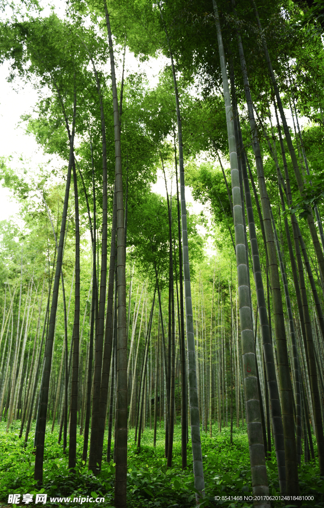 竹林