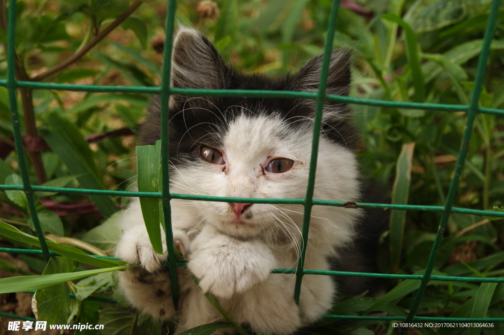 小猫