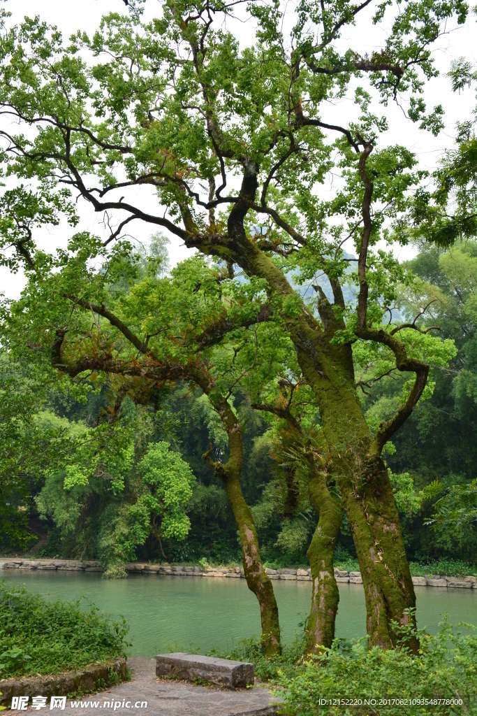 河边大树