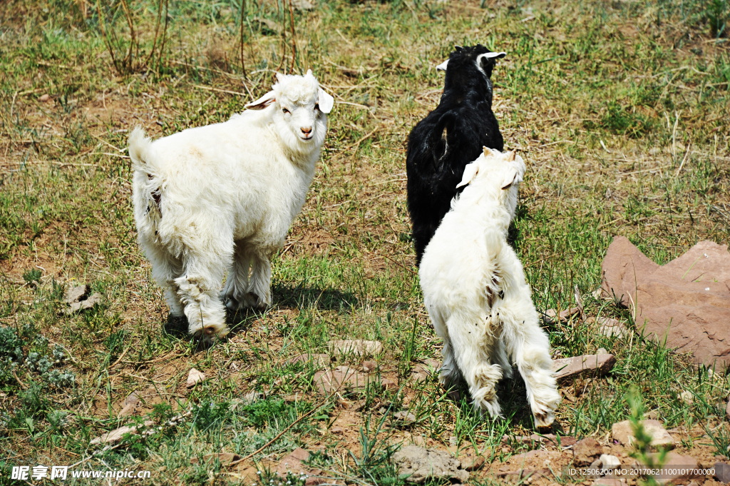 三只小绵羊