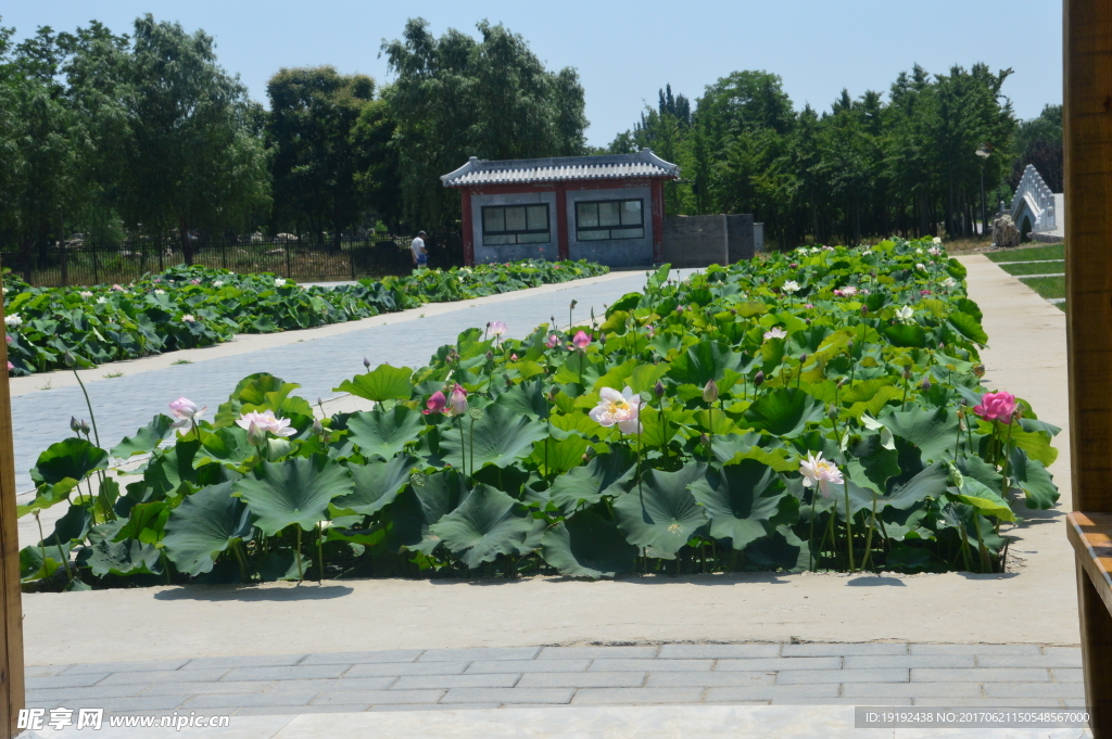 圆明园风景