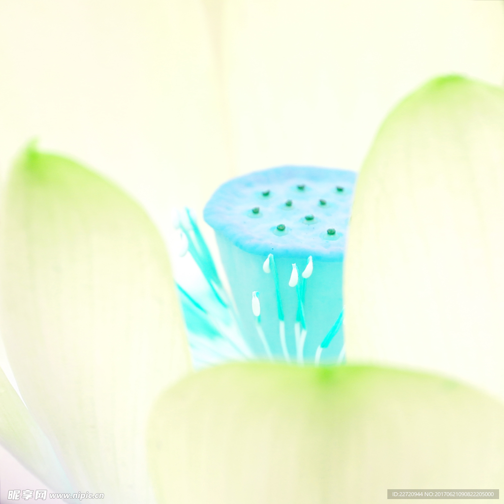 夏荷