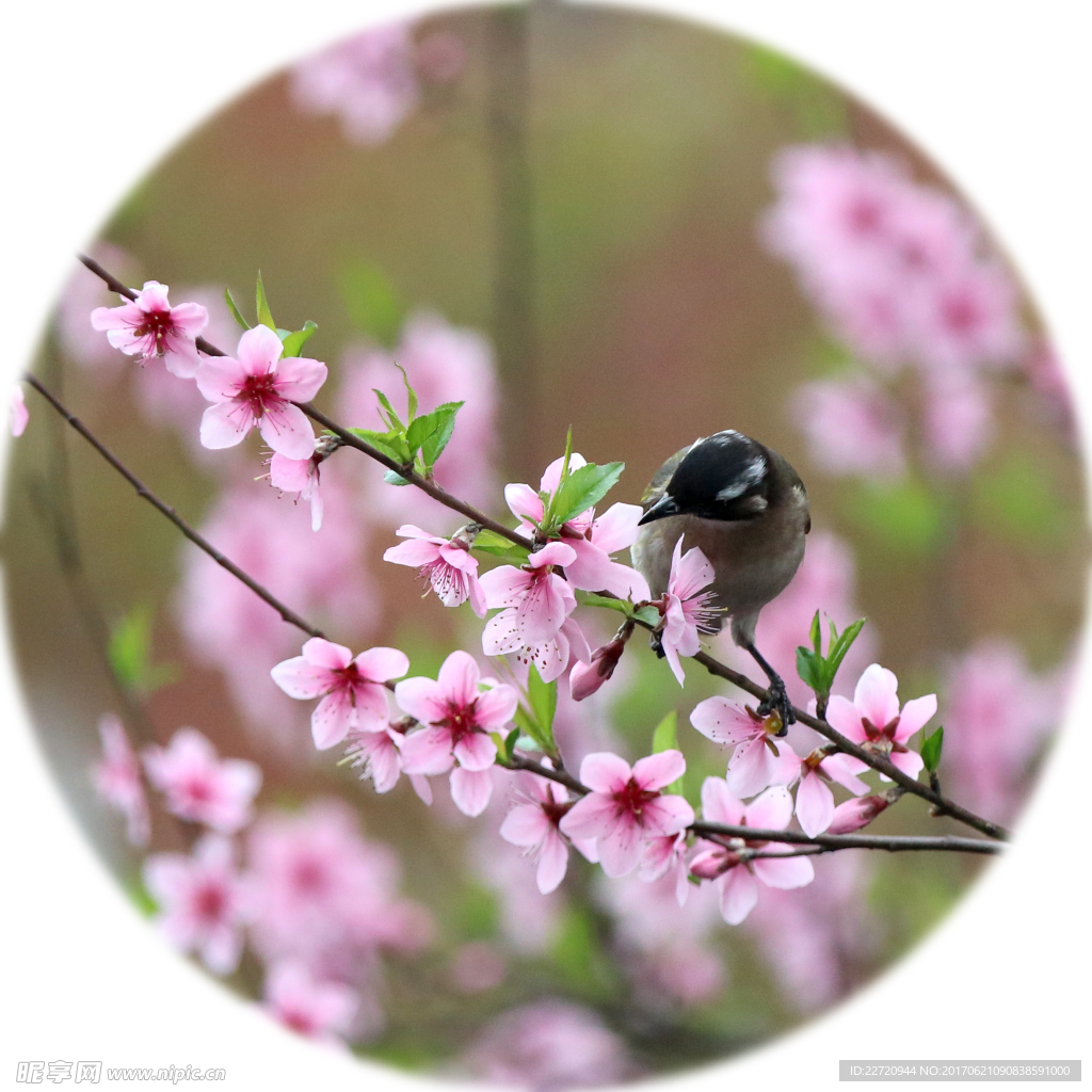 桃花特写