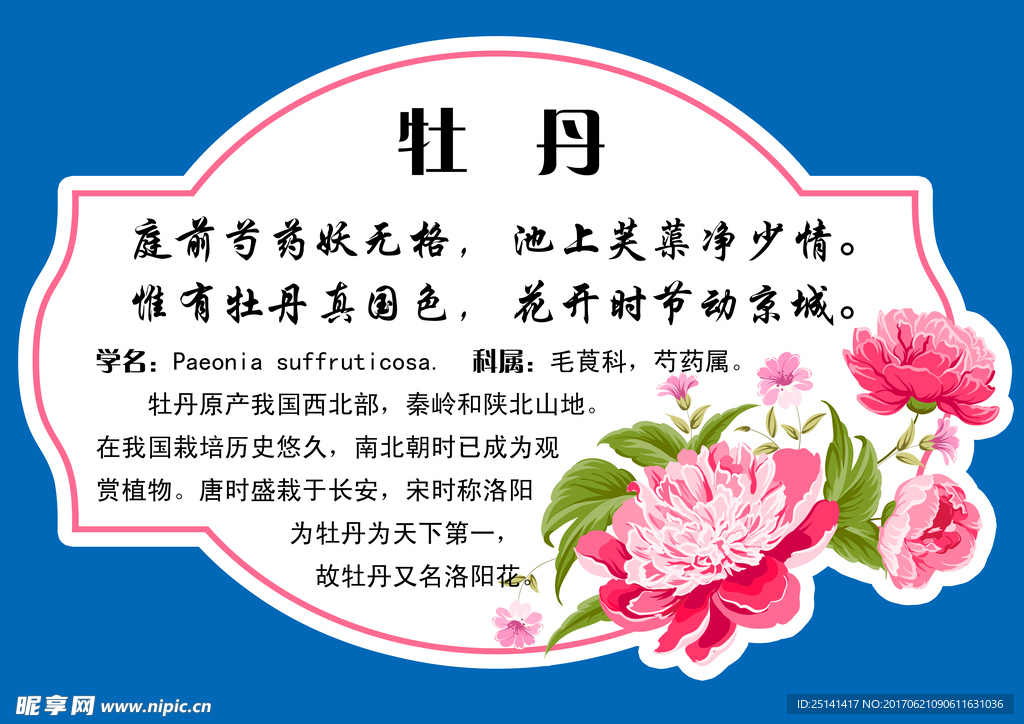 牡丹花