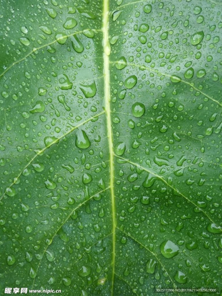 雨后绿叶