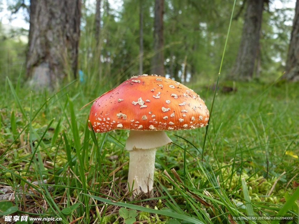 伞状红蘑菇