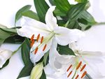 野生白百合花