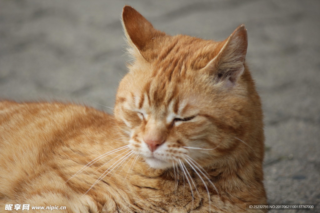 中国狸花猫