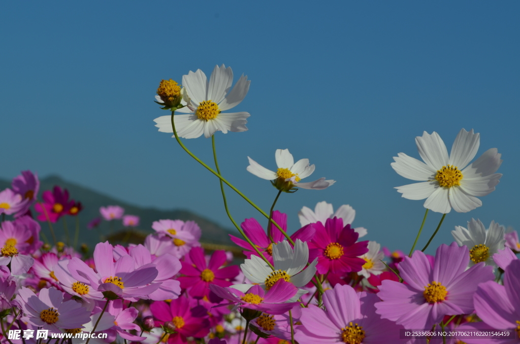 格桑花