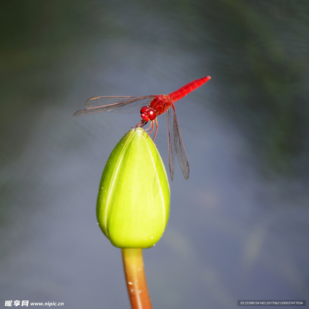 红蜓、花蕾