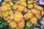 露薇花