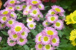 露薇花