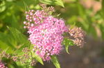 粉花绣线菊