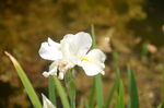 白花鸢尾