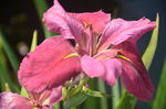 玉蝉花