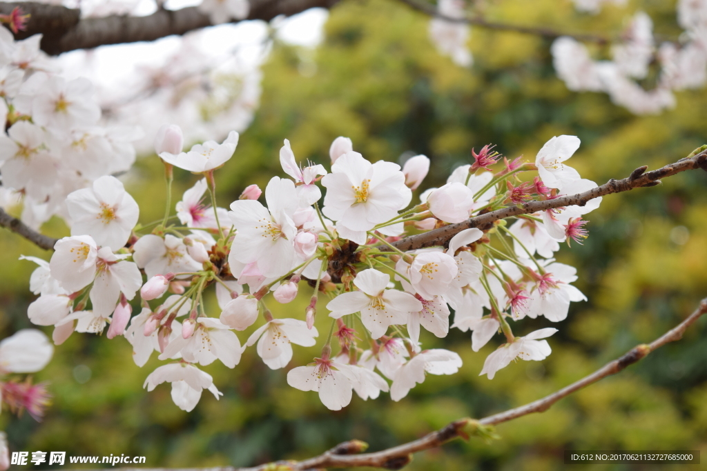 樱花