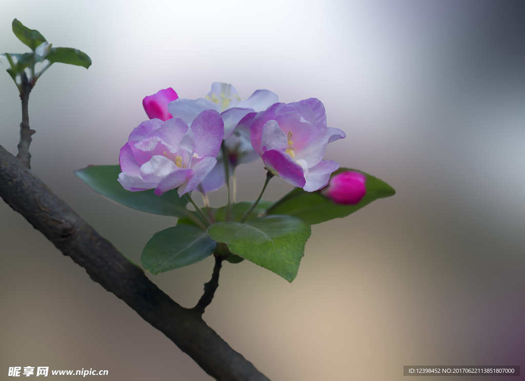 海棠花
