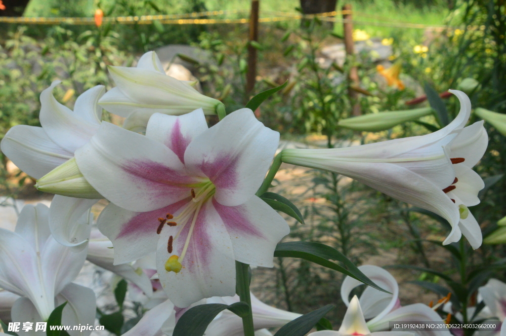 百合花