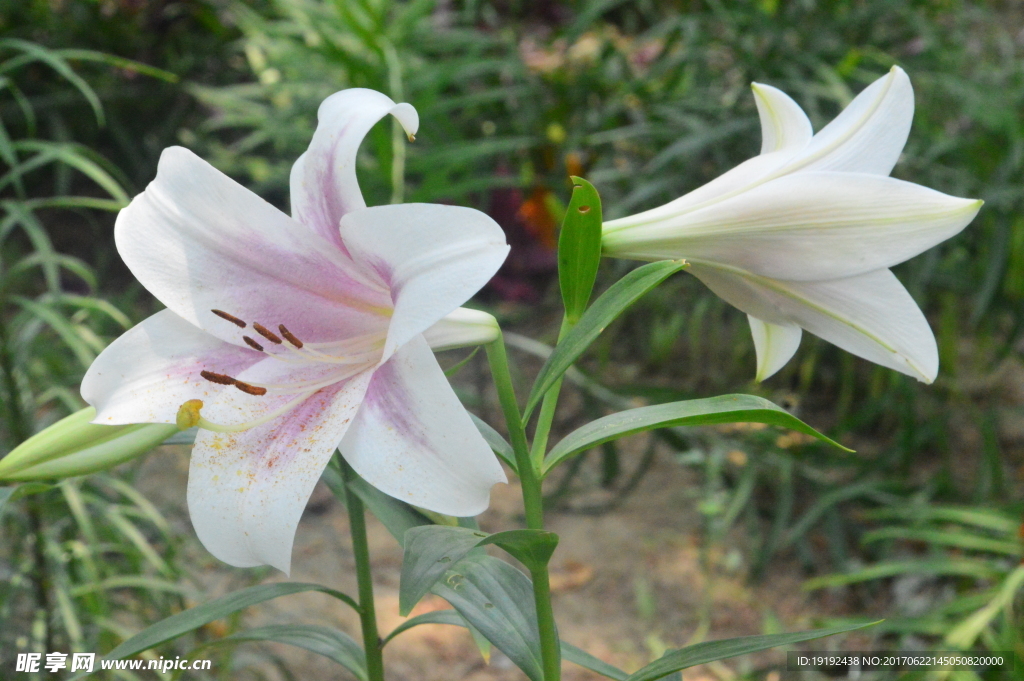 百合花