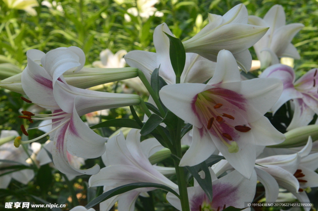 百合花