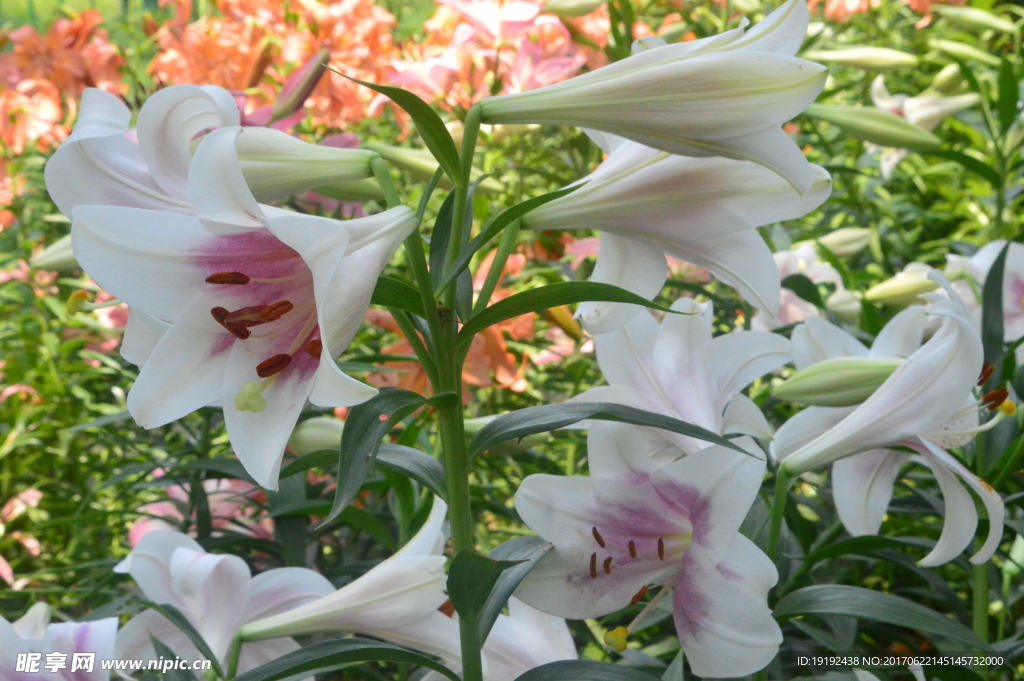 百合花