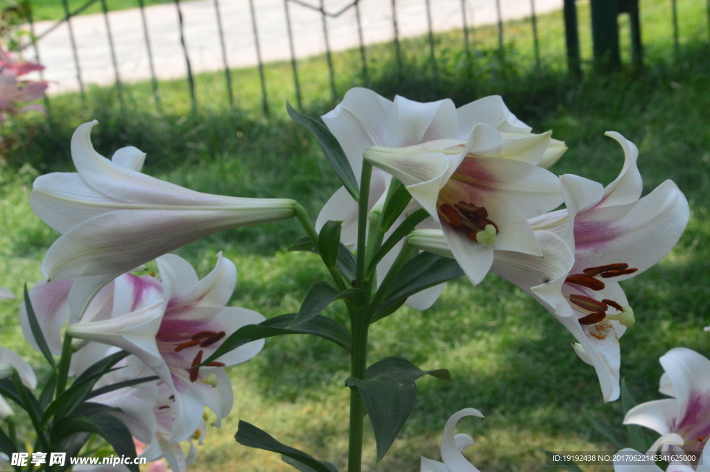 百合花