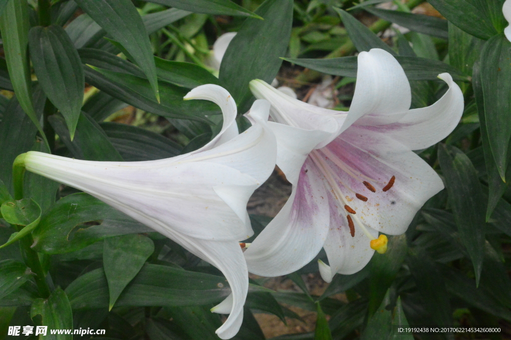 百合花