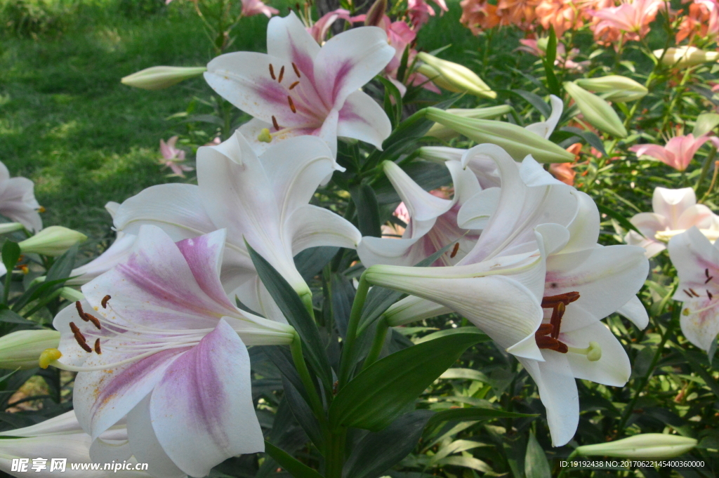 百合花