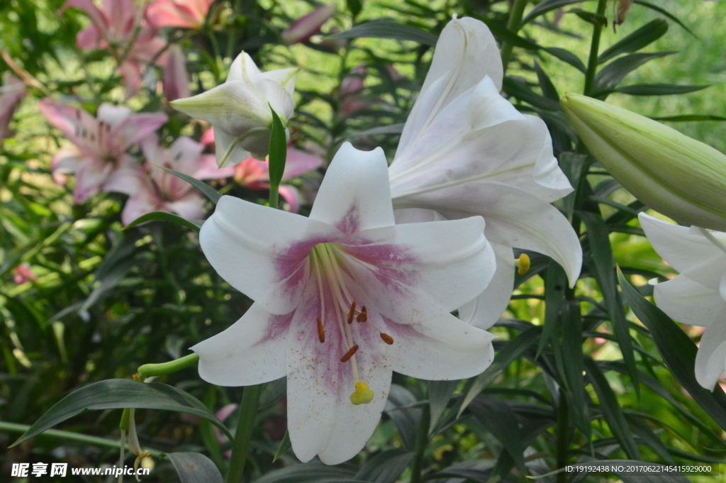 百合花