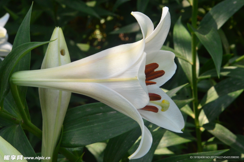 百合花