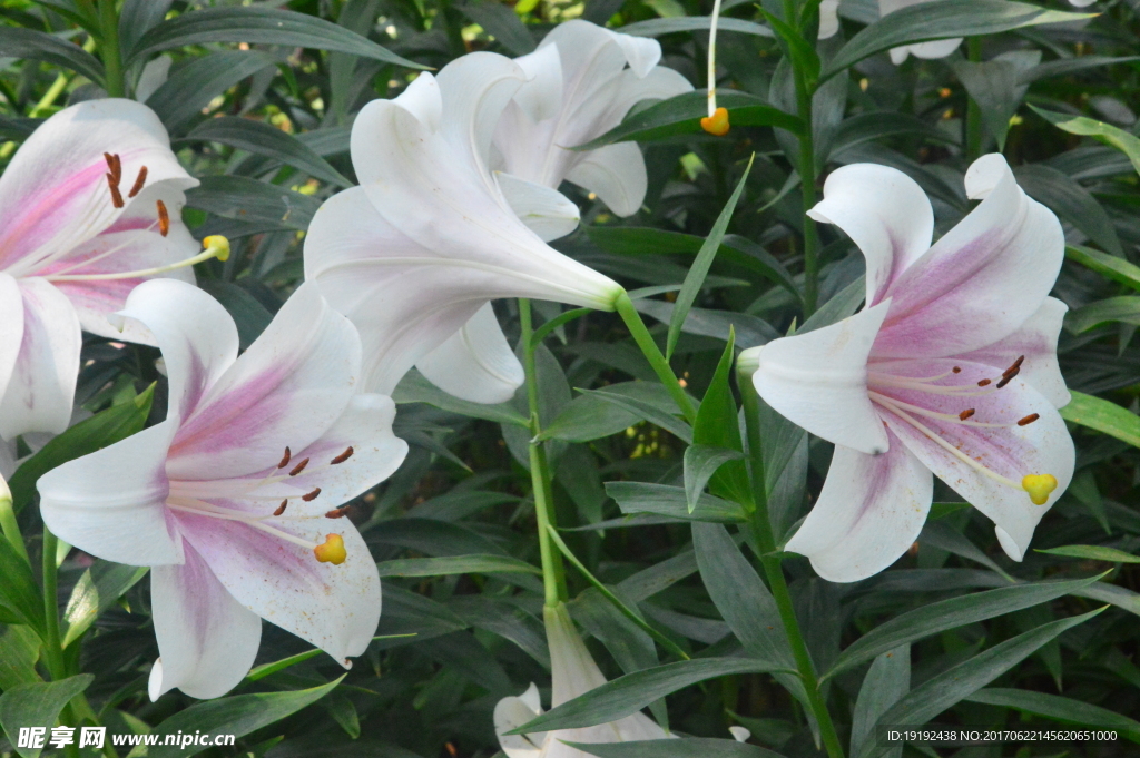 百合花
