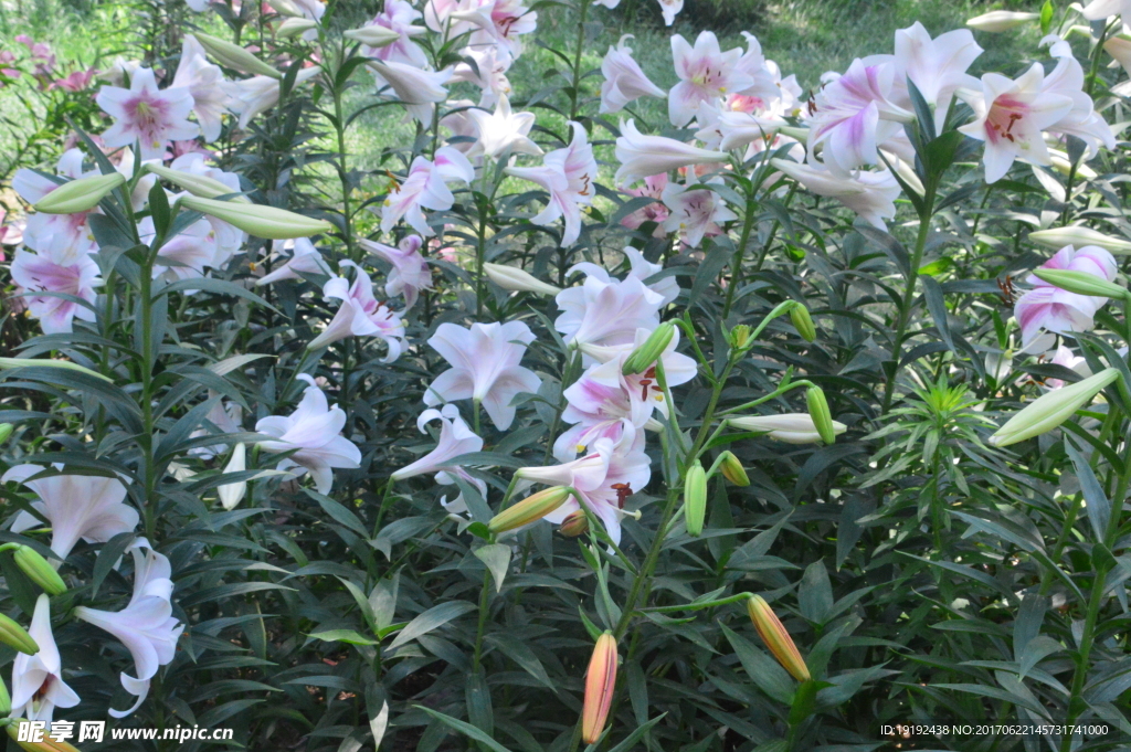 百合花