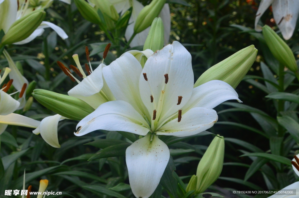 百合花