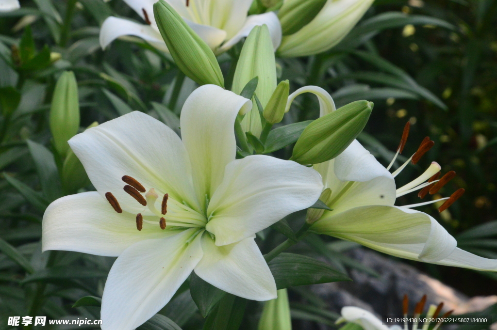 百合花