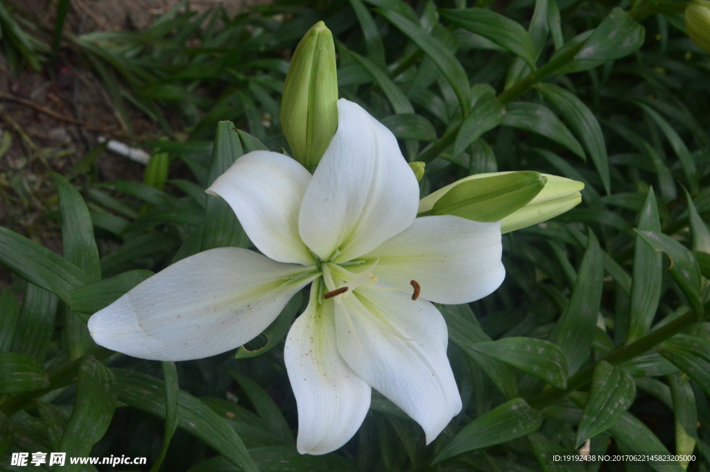 百合花