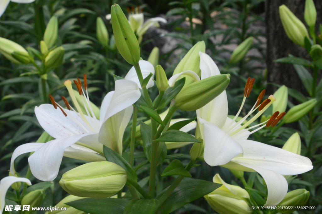 百合花
