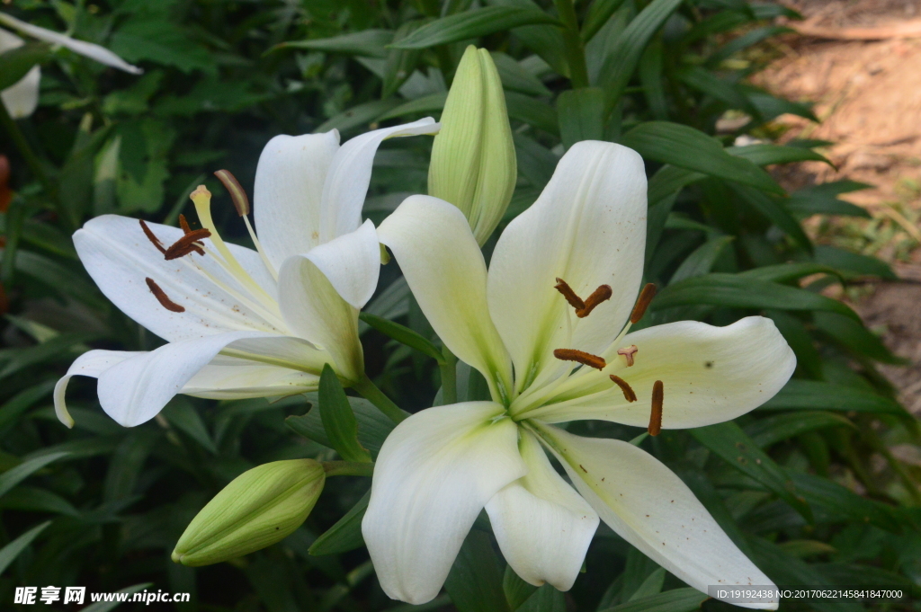 百合花