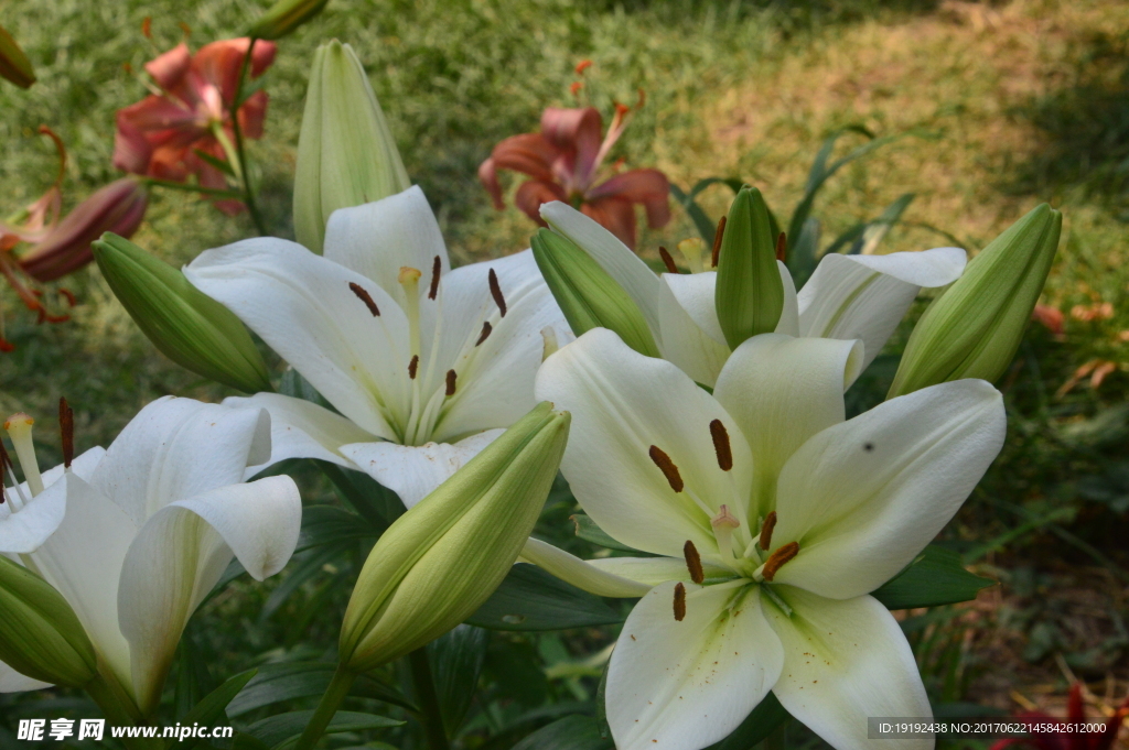 百合花