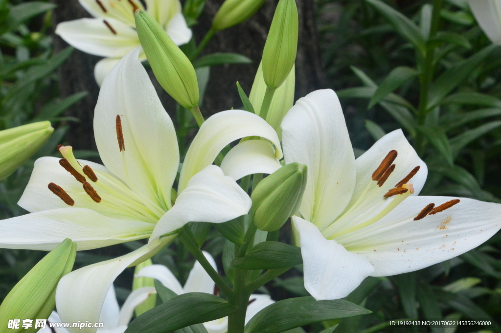 百合花