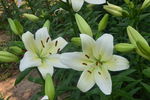 百合花