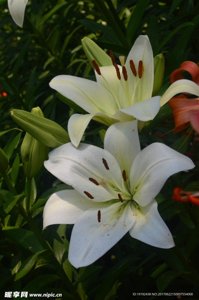 百合花