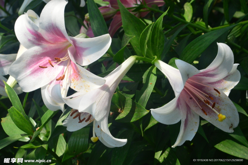 百合花