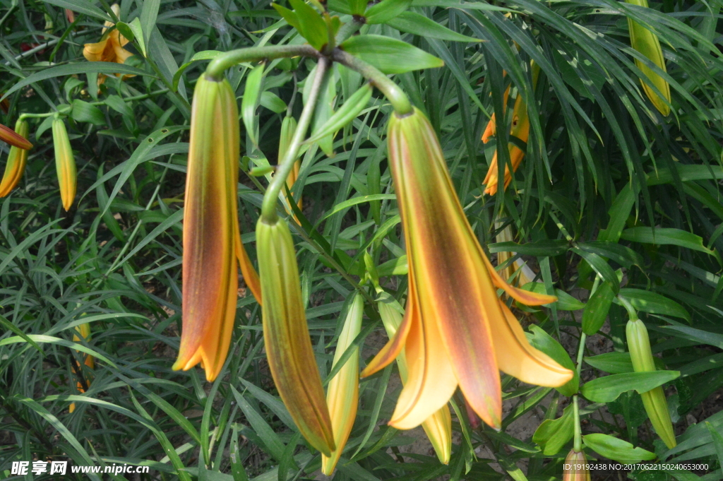百合花