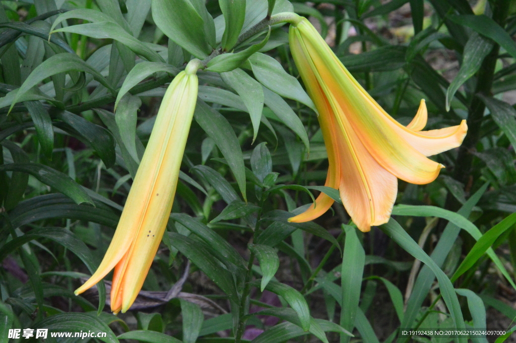 百合花