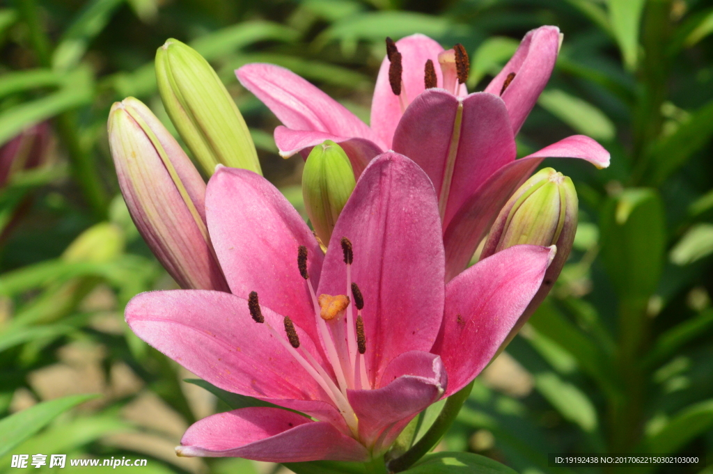 百合花