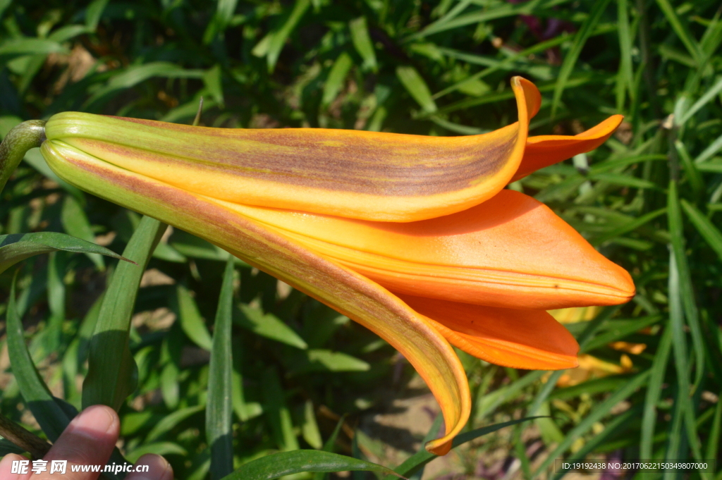 百合花