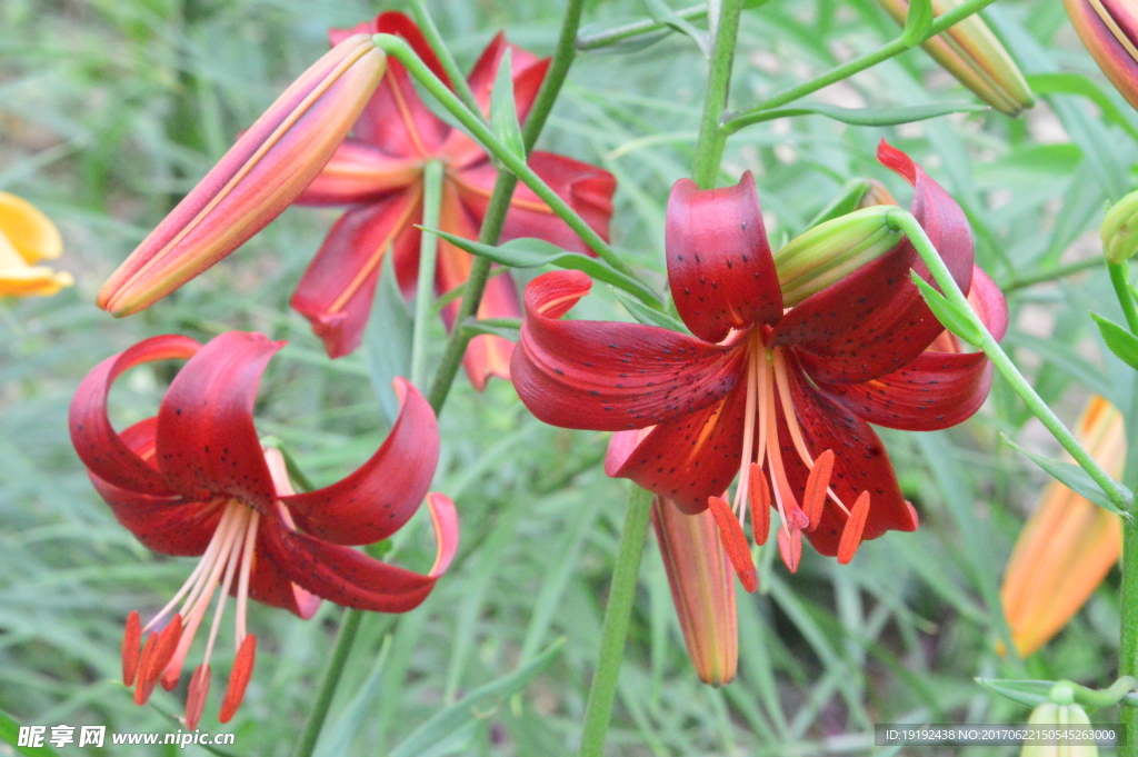 百合花