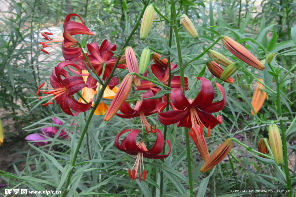 百合花